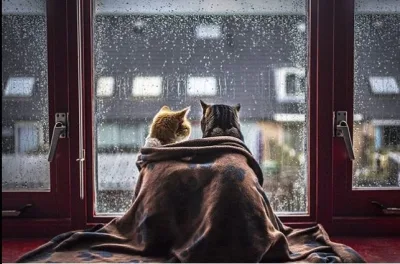 Ən yaxşı dostlarımızın Xərçəng Bürcü olmasının 12 duyğusal səbəbi