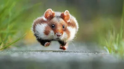 2015-ci ilin 'Әyləncəli vəhşi təbiət həyatı' müsabiqəsində qalib gələn 13 foto