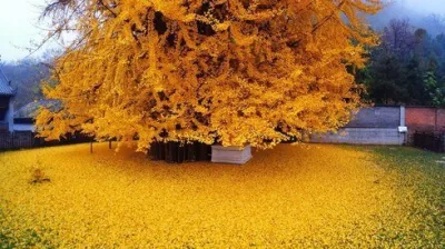 1400 yaşlı bu ağac hər payız insanları ovsunlayır