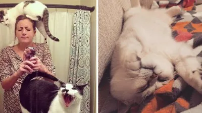 Yalnız pişik sahiblərinin anlaya biləcəyi 19 Şey