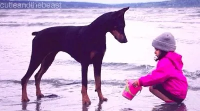 Bir-birlərinin ən yaxın dostu olan balaca qızcığaz və dobermandan səmimi fotolar