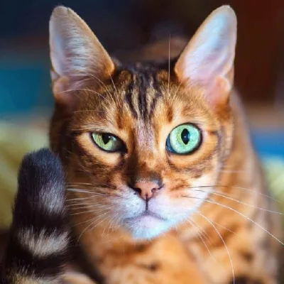 Aqressiya, təəccüb, kin və s. emosiyalar pişiklərin ifadəsində