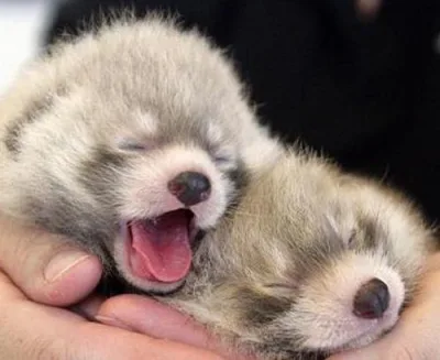 Körpə heyvan balaları