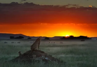 Yırtıcı təbiətdən yeni fotolar