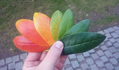 Göyqurşağının parlaq çalarları payızın rənglərində...