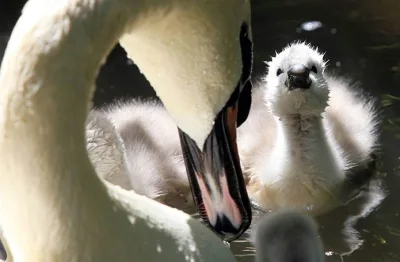 Ananın heyvanı, insanı olmaz... Ana anadır!