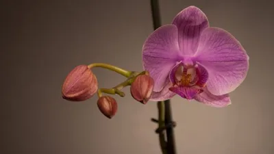 Sevilən Orxidealar