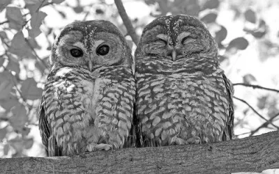 Yunan mifologiyasında bayquş