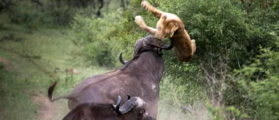 Ovun ovçudan aldığı ağır intiqam (Fotolar)