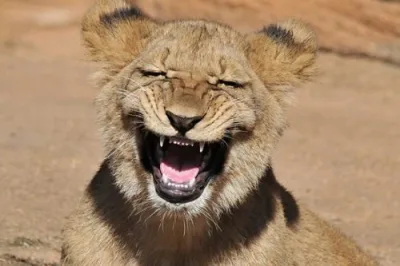 Bu heyvanlar həqiqətən gülürlər (Fotolar)