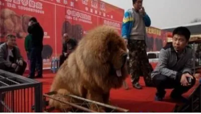 Bu da 800 min dollarlıq it