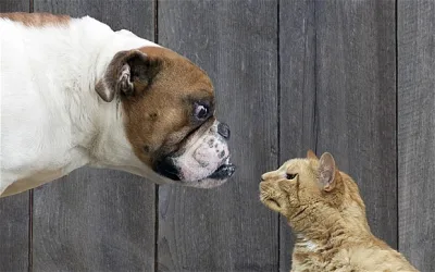 Bəzən sevdiyimiz insana niyə kobud davranırıq?