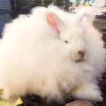 angora-rabbit