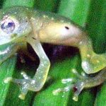 glass-frog