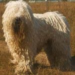 hungarian-komondor