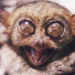 philippine-tarsier