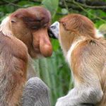 proboscis-monkey