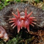 star-nosed-mole-a-540×390