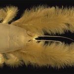 yeti-crab