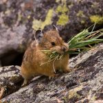 American-Pika-with-Food