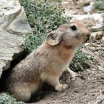 Ladakh_Pika_2007