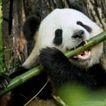 pictures-of-pandas-eating-bamboo