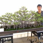 1010-China-Bonsai-Show-104