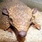 armadillo1