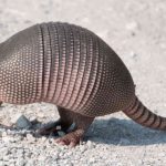 armadillo_wide-2258269a1e1501ec358c9cf54d95af9f89182175-s6-c30