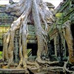 ta-prom-temple-angkor-wat